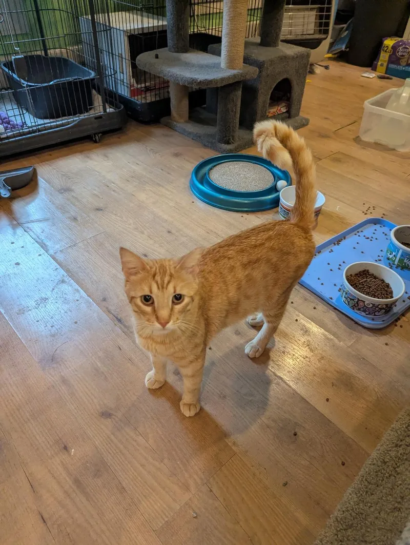 Jarvis  Handsome Friendly thumbnail 4