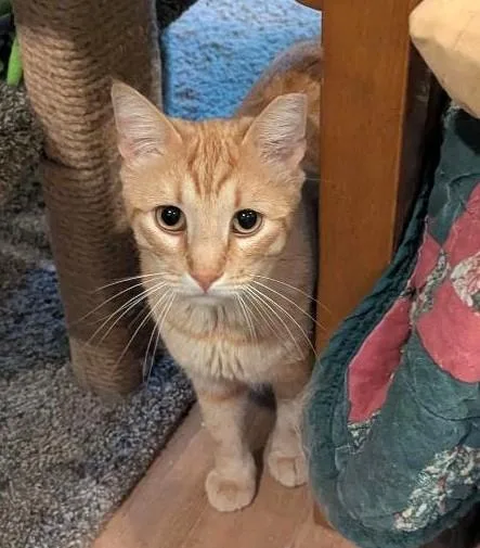 Jarvis  Handsome Friendly thumbnail 5