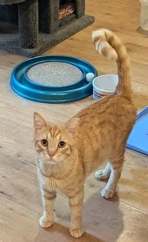 Jarvis  Handsome Friendly thumbnail 6