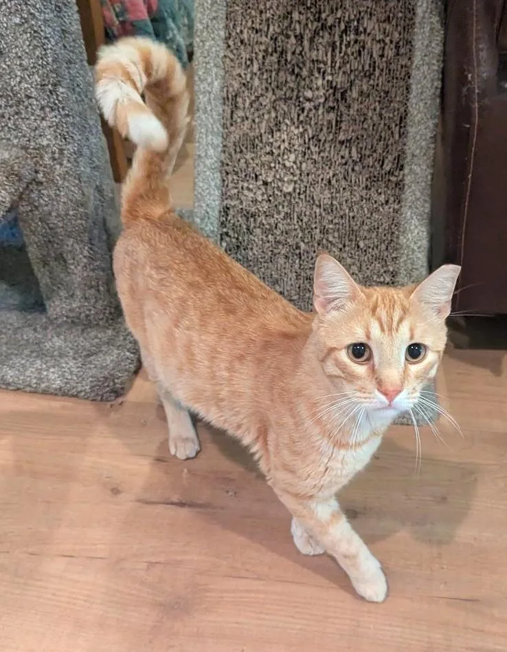 An adult large-sized male Tabby (Orange / Red) Tabby cat named Jarvis  Handsome Friendly for adoption in Plano, TX