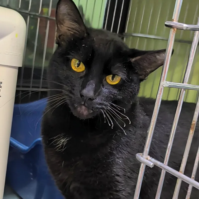 An adult medium-sized female Black Domestic Short Hair cat named Wednesday for adoption in West Jefferson, OH