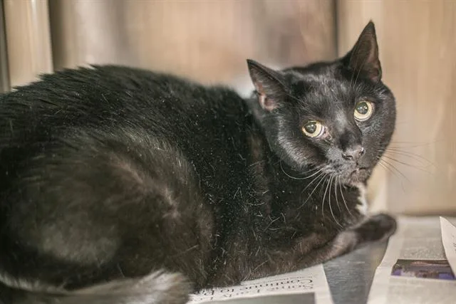 An adult medium-sized male Domestic Short Hair cat named Karl for adoption in Charlotte, NC
