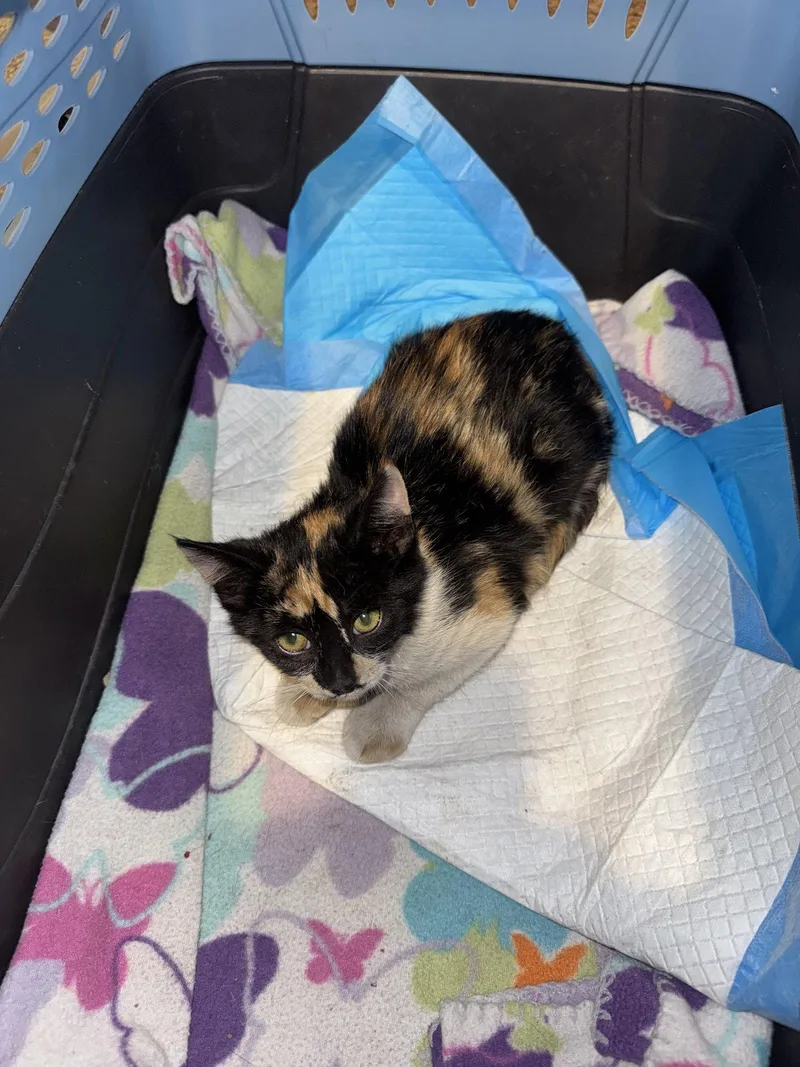 A baby medium-sized female Domestic Short Hair cat named Lae'zel for adoption in Colorado Springs, CO