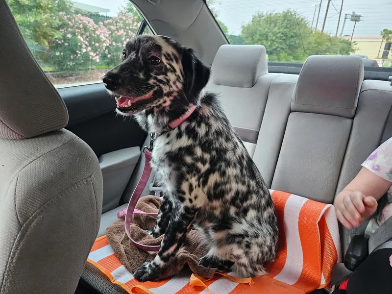 A young medium-sized female Dalmatian dog named Dotty for adoption in Gainesville, VA
