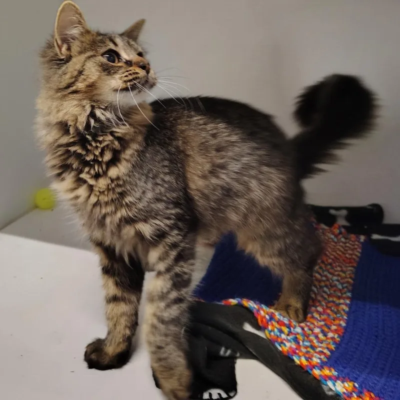 A young medium-sized female Domestic Long Hair cat named Clove for adoption in Dearborn, MI