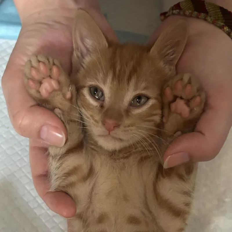 A baby small-sized male Orange / Red Domestic Short Hair cat named Rouse for adoption in Durham, NC
