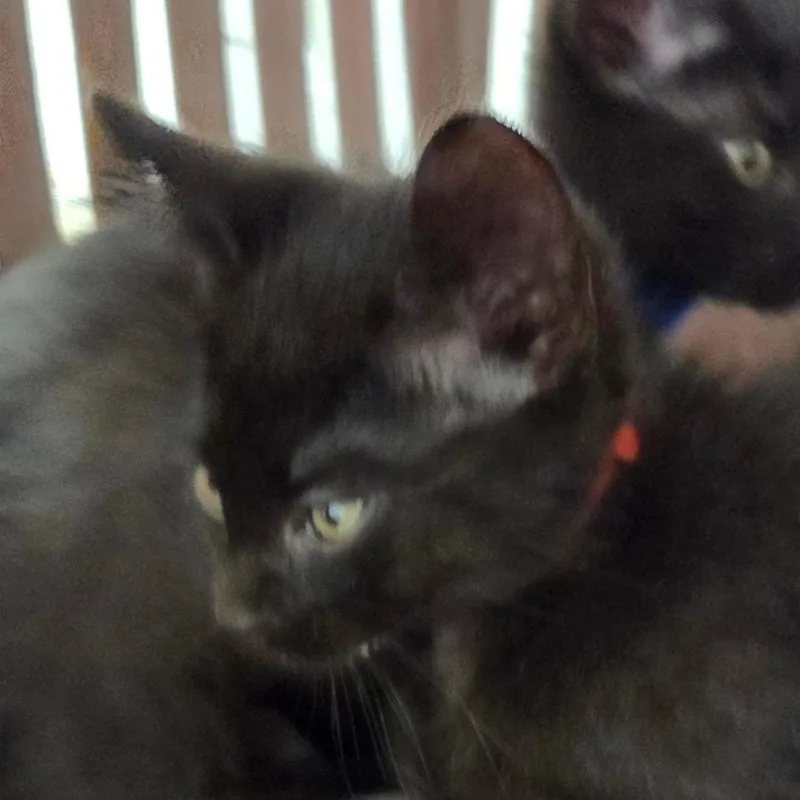 A baby small-sized male Black Domestic Short Hair cat named Aegon for adoption in Chattanooga, TN