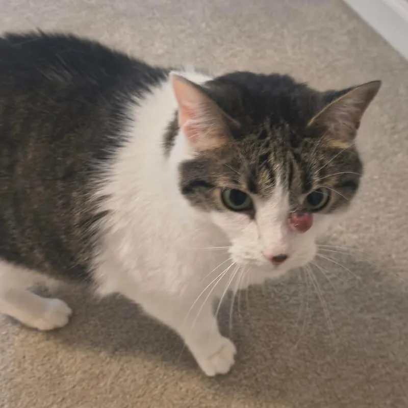 A senior extra large-sized male Brown / Chocolate Domestic Short Hair cat named Oliver C for adoption in Princeton, MN