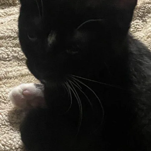 A young small-sized female Black Domestic Short Hair cat named Spark for adoption in Seven Valleys, PA