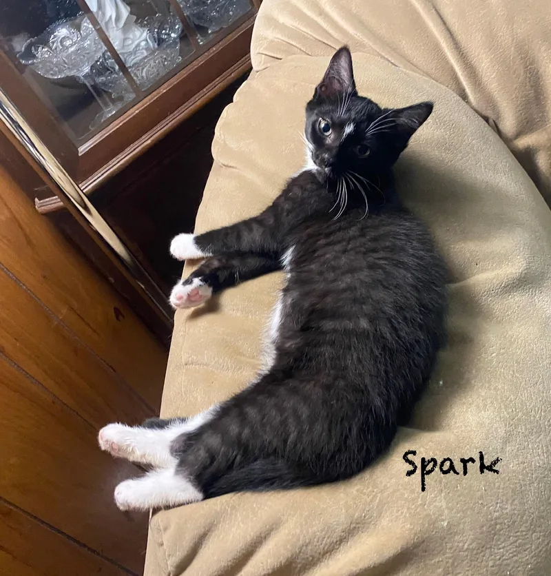 Spark thumbnail 2