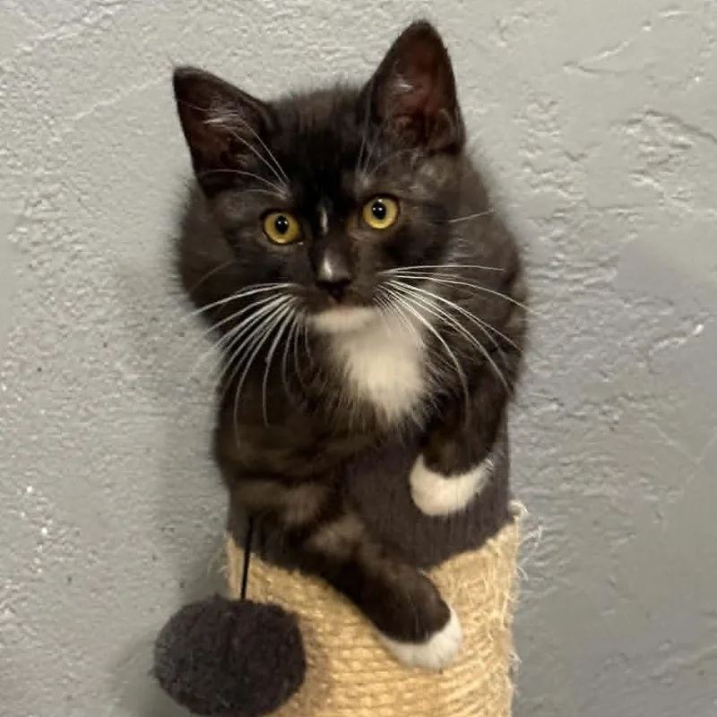 A baby small-sized male Smoke Tuxedo cat named Razo for adoption in Antioch, CA