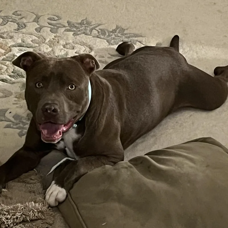 An adult medium-sized male American Bully dog named Alan Jackson for adoption in Fremont, CA