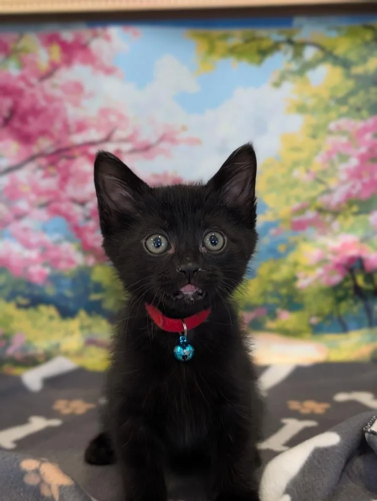 A baby small-sized male Domestic Medium Hair cat named Havoc for adoption in Fremont, CA