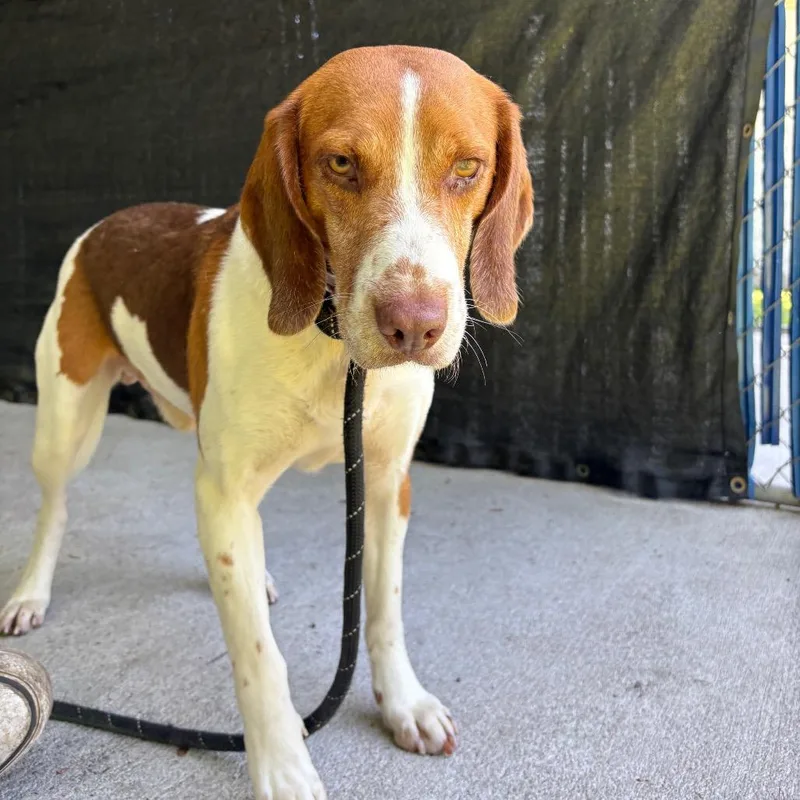An adult medium-sized male Yellow / Tan / Blond / Fawn Mixed Breed dog named Arnold for adoption in Summerville, SC