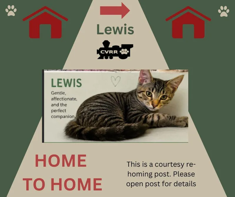 An adult small-sized male Brown / Chocolate Domestic Short Hair cat named Lewis Home  Home for adoption in LINDSAY, CA