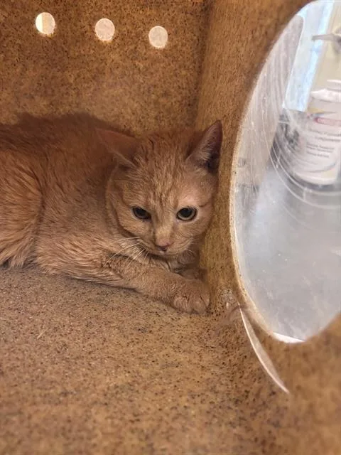 A senior medium-sized female Domestic Short Hair cat named Duchess Whiskerton for adoption in West Valley City, UT