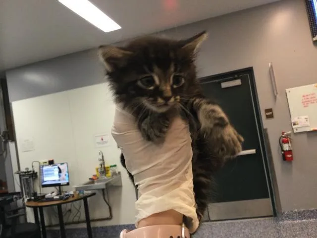 A young small-sized male Domestic Medium Hair cat named Lucas for adoption in Thousand Palms, CA
