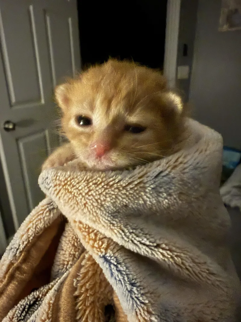 A baby small-sized male American Shorthair cat named Ollie for adoption in Randolph, AL