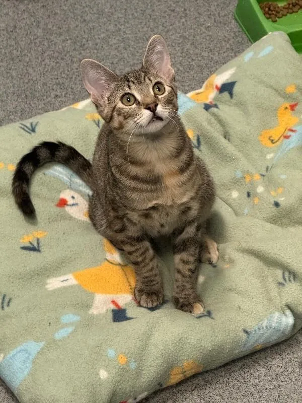 A young medium-sized female Brown / Chocolate Domestic Short Hair cat named Anchovy for adoption in Fort Collins, CO