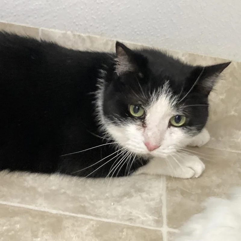 A senior large-sized male Domestic Short Hair cat named Lingling for adoption in Midland, TX
