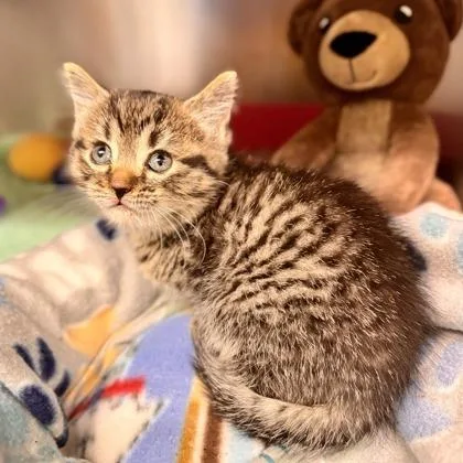 A baby medium-sized female Tabby (Brown / Chocolate) Domestic Short Hair cat named Polly Pocket for adoption in Midland, MI
