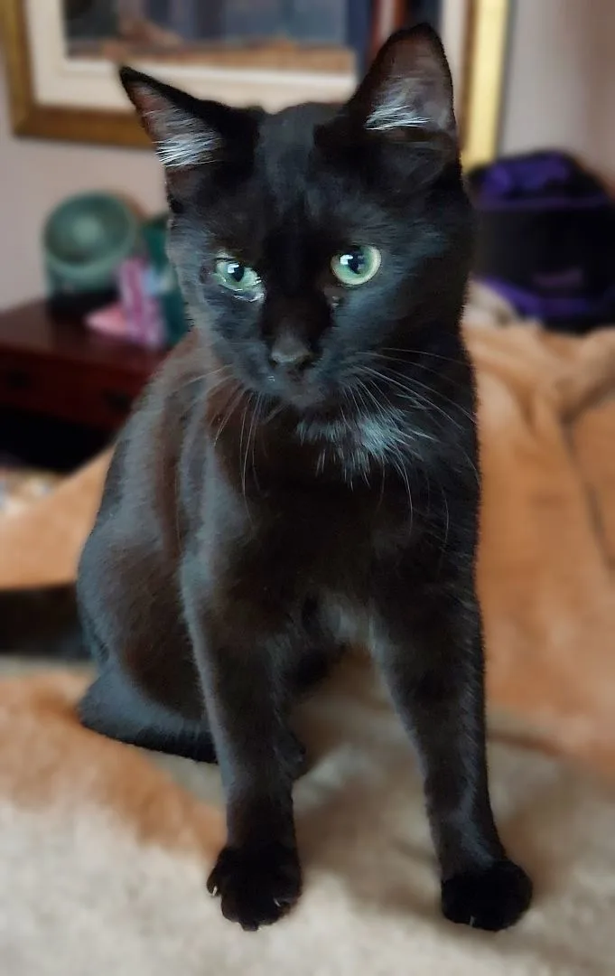 An adult medium-sized male Black American Shorthair cat named Archer for adoption in RIVERSIDE, CA