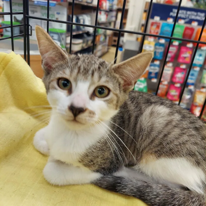 A baby medium-sized female Tabby (Tiger Striped) Domestic Short Hair cat named Bria for adoption in Little Falls, NJ