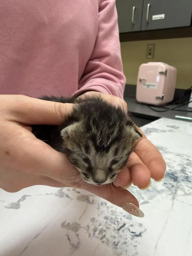 A baby medium-sized male Domestic Short Hair cat named Montego for adoption in Florence, SC