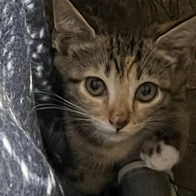 A baby small-sized female Gray / Blue / Silver Domestic Short Hair cat named Doralee for adoption in Alexandria, VA