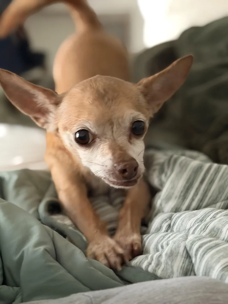 A senior small-sized male Golden Chihuahua dog named Liam for adoption in Stamford, CT
