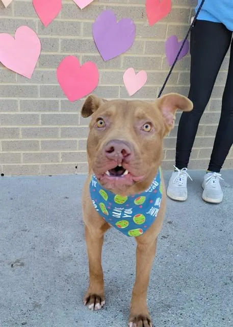 A young large-sized male Mixed Breed dog named Sabertooth for adoption in Dallas, TX
