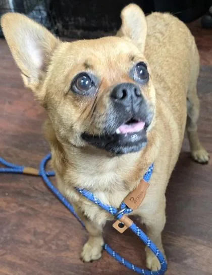 A young medium-sized female Pug dog named Harmony for adoption in Blue Ridge, GA