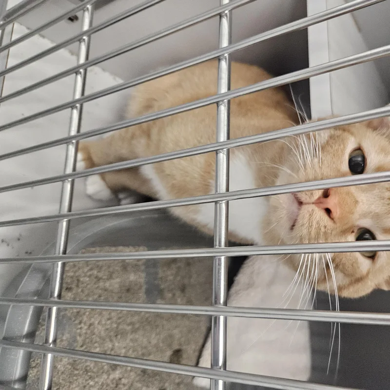 A young medium-sized male Orange & White Domestic Short Hair cat named Simba for adoption in Kalamazoo, MI