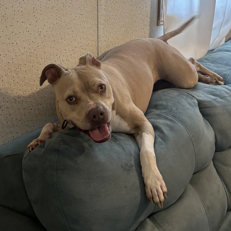 A young medium-sized female Apricot / Beige American Staffordshire Terrier dog named Indy for adoption in Cincinnati, OH