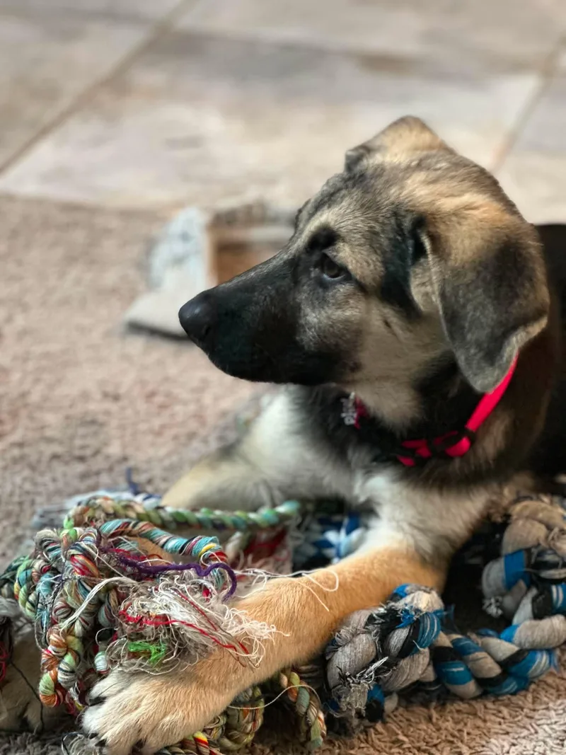 A baby large-sized female German Shepherd Dog dog named Peppa for adoption in Lockhart, TX