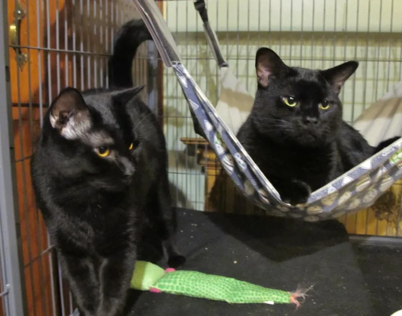 An adult large-sized male Black Domestic Short Hair cat named Frank for adoption in Richmond, VA