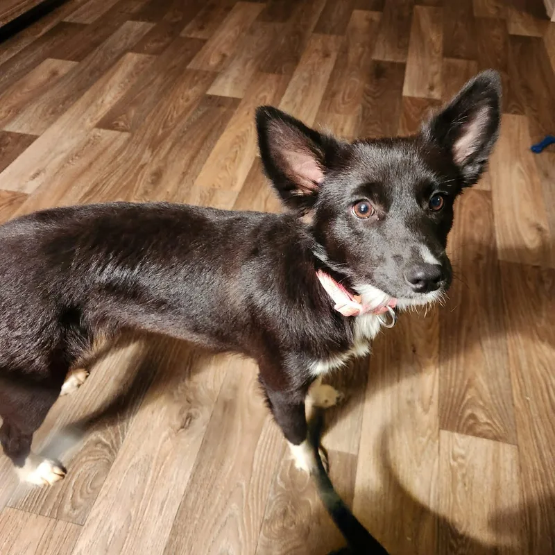 A baby small-sized female Black Border Collie dog named Mia for adoption in Noble, OK