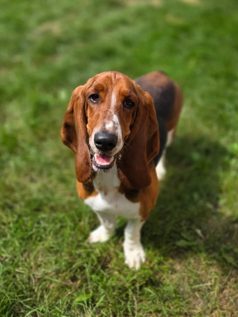 An adult medium-sized female Basset Hound dog named Abby for adoption in Brookville, OH