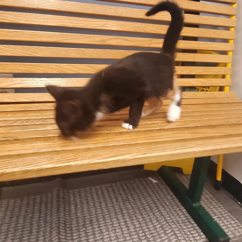 A baby medium-sized female Black Domestic Short Hair cat named Moana for adoption in Grove City, OH