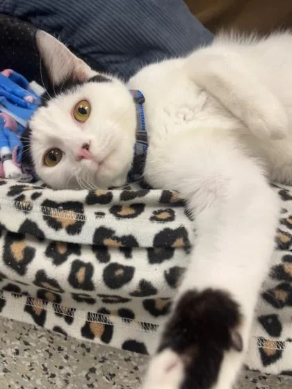 An adult medium-sized male White Domestic Short Hair cat named Blue Slush for adoption in Kansas City, MO