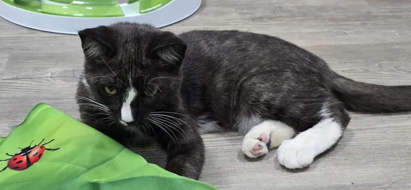 A baby medium-sized male Black & White / Tuxedo Domestic Short Hair cat named Lennon for adoption in Arlington, WA
