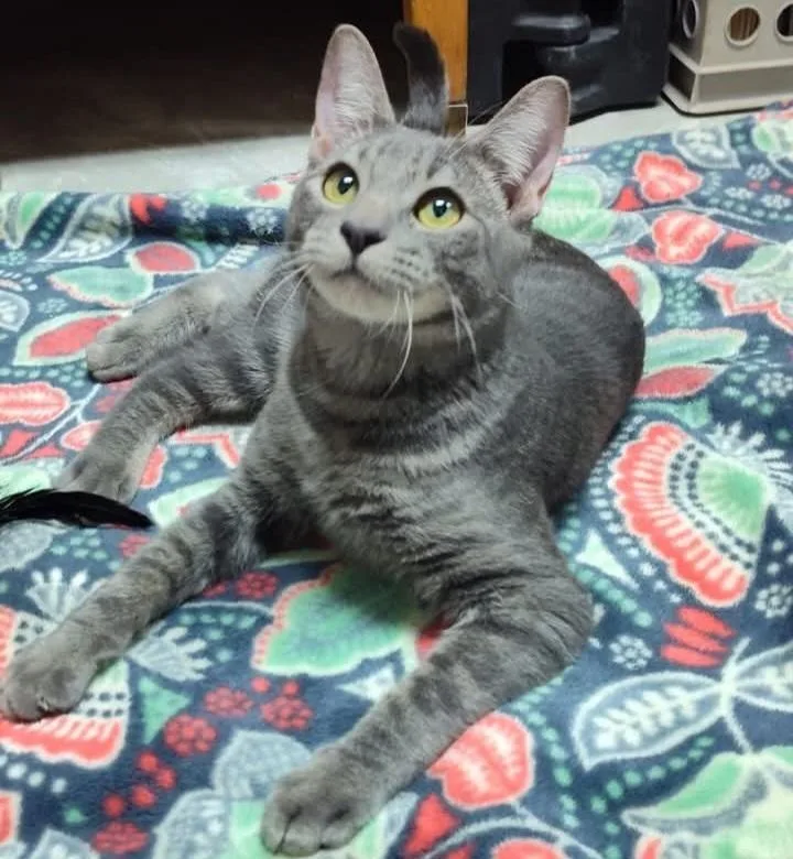 An adult medium-sized female Gray / Blue / Silver Domestic Short Hair cat named Popcorn for adoption in Yuma, AZ