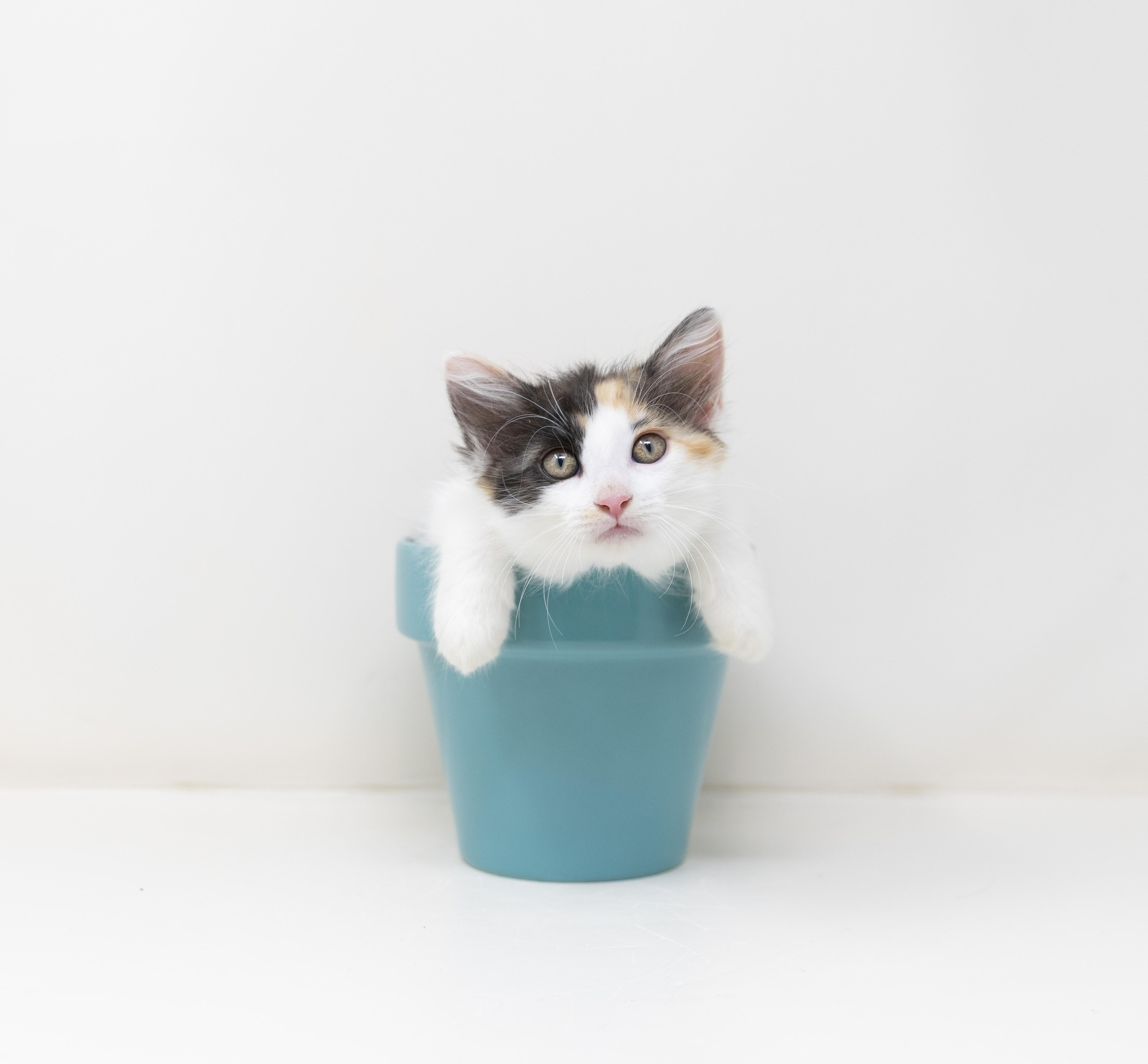 A baby medium-sized female Calico cat named Daisy for adoption in Trophy Club, TX