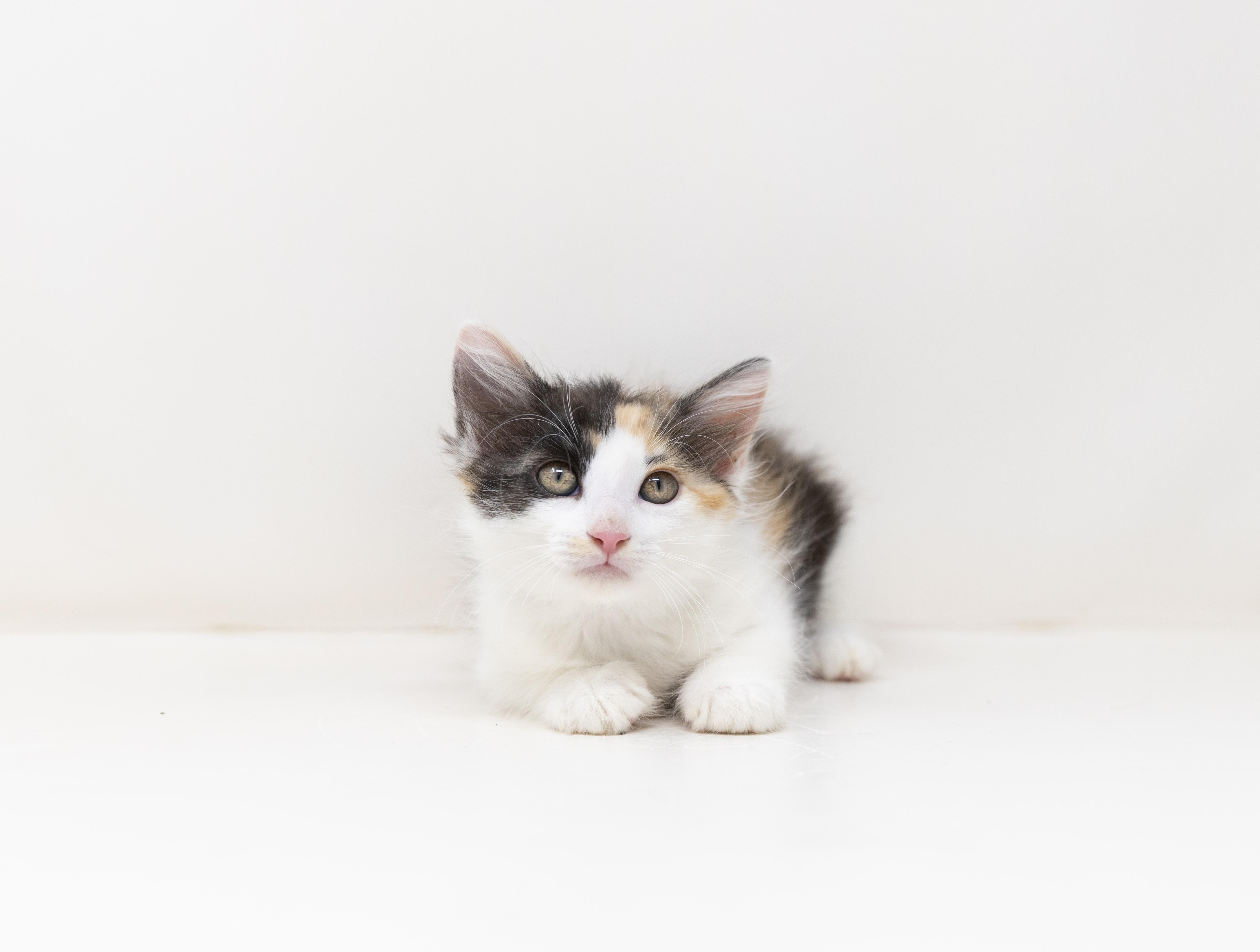 Daisy thumbnail 3