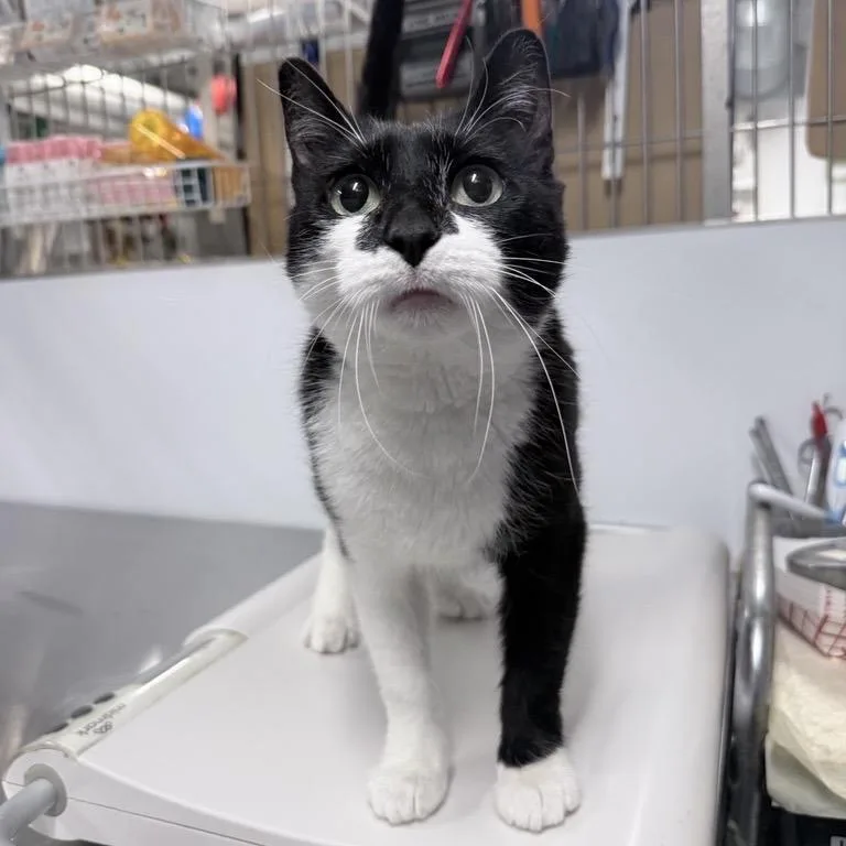A young medium-sized female Black Domestic Short Hair cat named Myriam for adoption in New York, NY