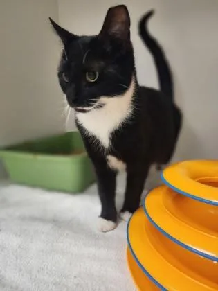 An adult medium-sized female Domestic Short Hair cat named Mittens for adoption in Gastonia, NC