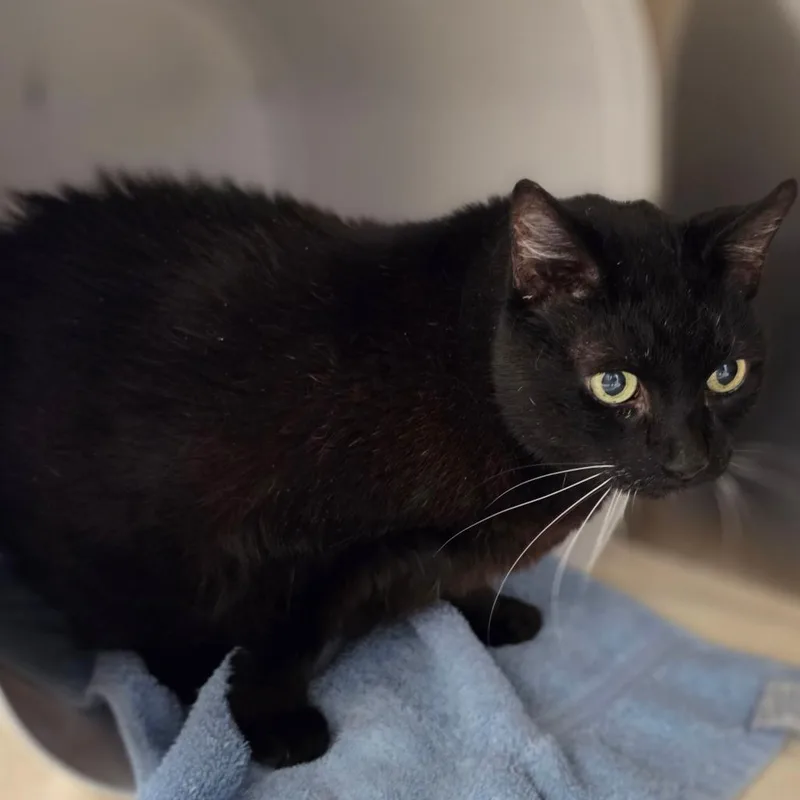 A senior large-sized female Domestic Short Hair cat named Chloe for adoption in Briarcliff Manor, NY