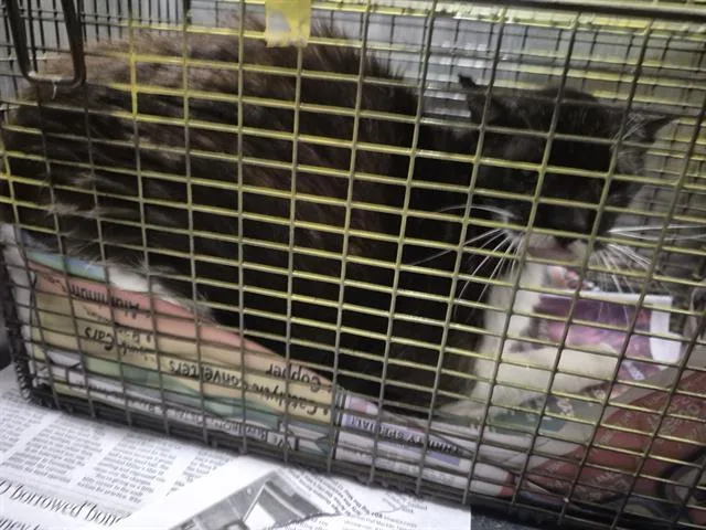 An adult large-sized male Domestic Short Hair cat named Mr. B for adoption in San Antonio, TX