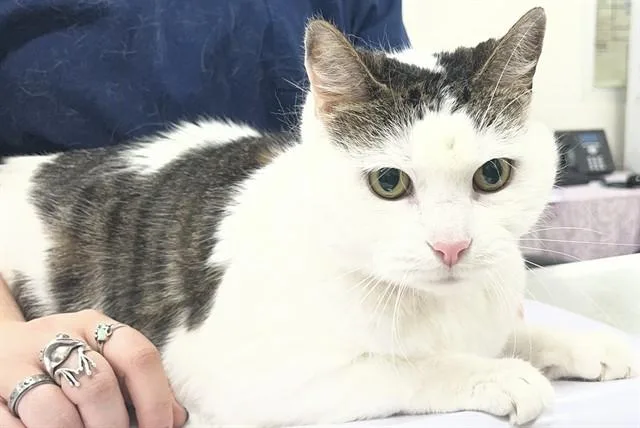 A senior large-sized female Domestic Short Hair cat named Latoya for adoption in Upper Marlboro, MD