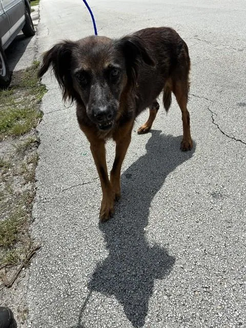 A senior medium-sized female German Shepherd Dog dog named Ruby for adoption in Miami, FL